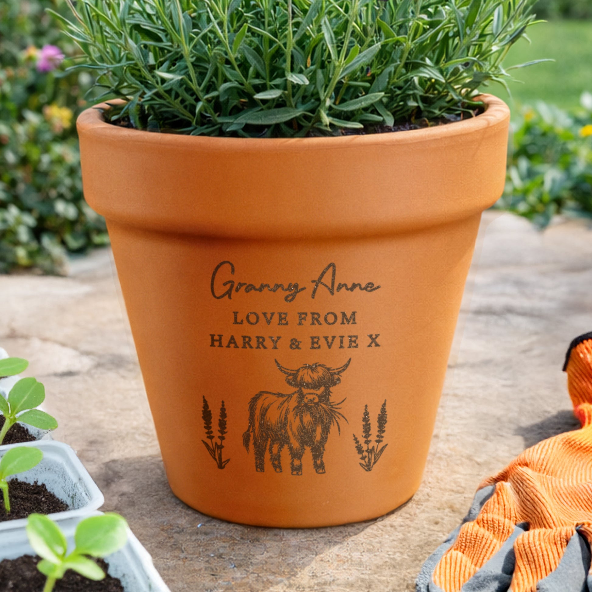 Personalised Highland Cow Terracotta Plant Pot - image 4