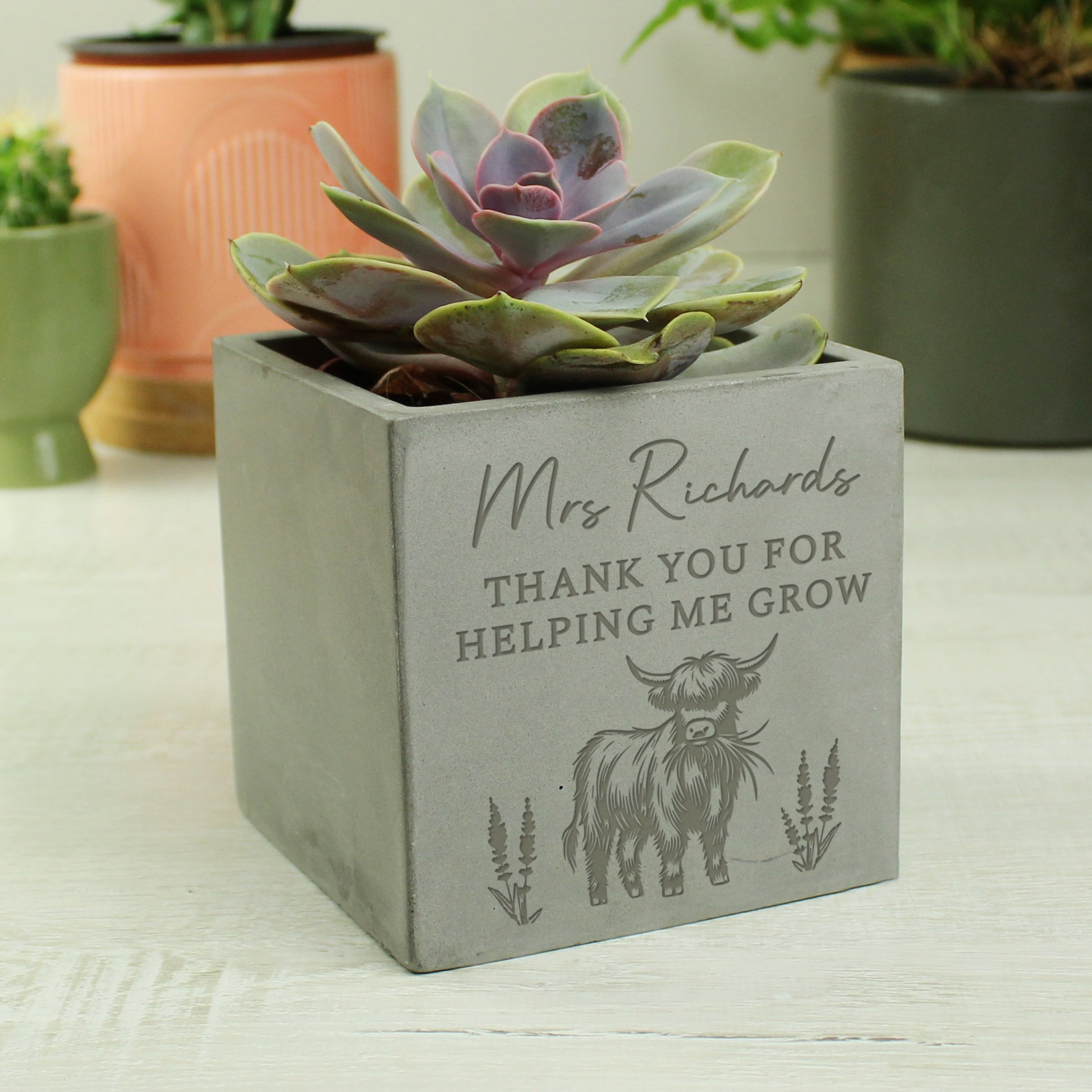 Personalised Highland Cow Concrete Plant Pot - image 3